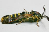 Pennisetia hylaeiformis