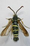 Paranthrene tabaniformis