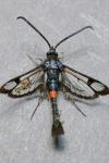 Synanthedon myopaeformis