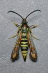 Bembecia ichneumoniformis