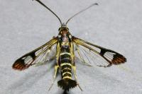 Synanthedon conopiformis
