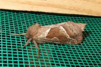 Triodia sylvina