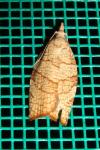 Pandemis corylana