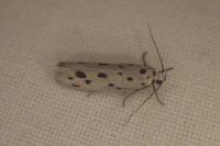 Ethmia dodecea