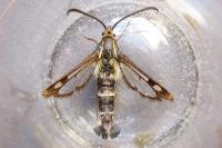 Chamaesphecia empiformis