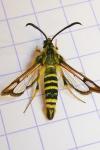 Bembecia ichneumoniformis