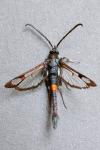 Synanthedon myopaeformis