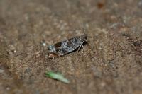 Ancylis achatana