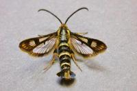 Chamaesphecia empiformis