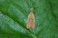 Dichomeris derasella