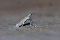 Aspilapteryx tringipennella