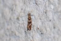 Bactra furfurana