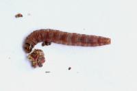 Epinotia immundana