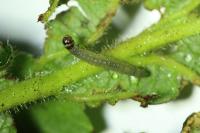 Notocelia uddmanniana