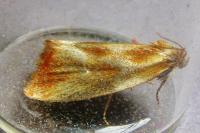 Eulia ministrana