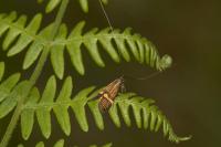 Nemophora degeerella