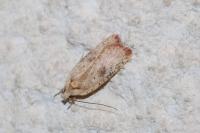 Agonopterix nervosa