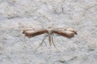 Hellinsia lienigiana