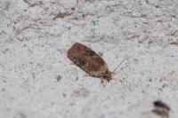 Agonopterix purpurea