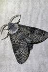 Acossus terebra