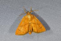 Apoda limacodes