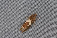 Epiblema foenella