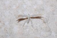 Merrifieldia leucodactyla