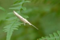 Ypsolopha nemorella