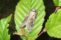 Cossus cossus