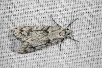 Diurnea fagella