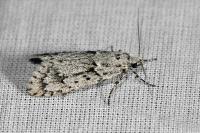 Diurnea fagella