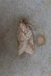 Acleris rhombana