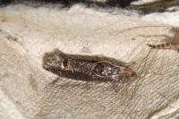 Epinotia maculana