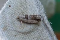 Epinotia ramella