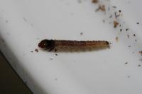 Scrobipalpa costella