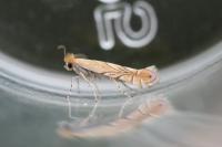 Phyllonorycter messaniella
