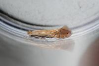 Phyllonorycter quercifoliella