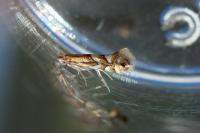 Phyllonorycter maestingella
