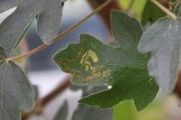 Stigmella aceris