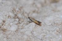 Coptotriche marginea