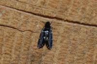Narycia duplicella