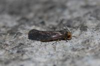 Cephimallota crassiflavella