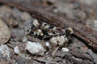 Nemapogon cloacellus