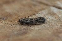 Tinea dubiella
