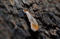 Tinea semifulvella