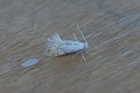 Phyllonorycter harrisella