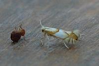 Phyllonorycter roboris