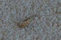 Phyllonorycter tenerella