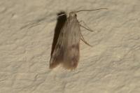 Borkhausenia nefrax