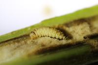 Adaina microdactyla